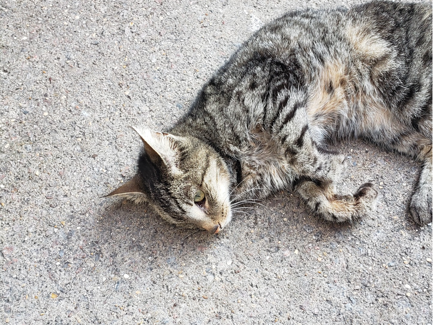 F320 - DERBY - Tabby