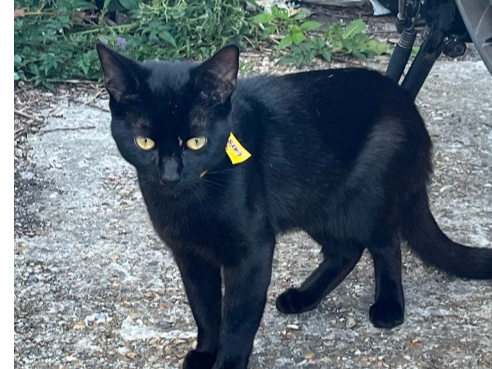 Found 2025.042 - Brockhurst Rd, (between Kingsley Rd and Avery Lane), opposite Premier store, Gosport