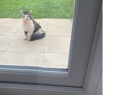 F321 - BURTON ON TRENT - Tabby & White