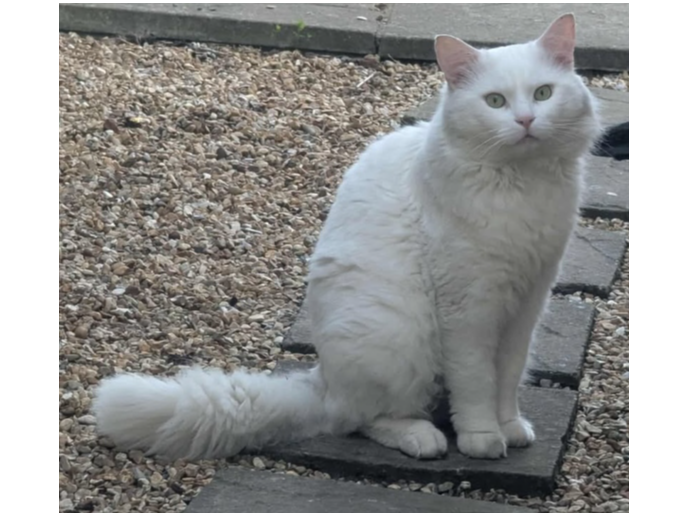 Found 2025.038 - Harcourt Road, off Whitworth Rd, Gosport