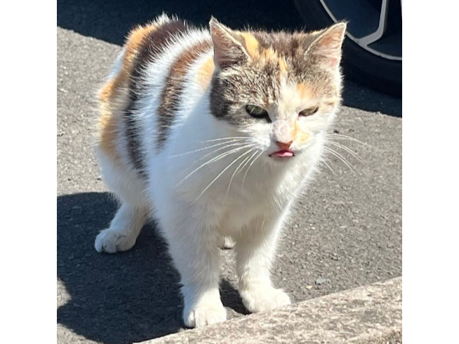 Found 2025.039 - White Horse pub, Nobes Avenue, Bridgemary