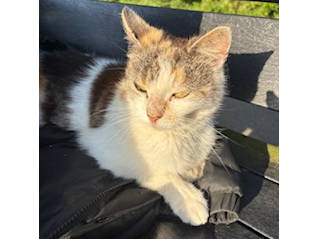Found 2025.039 - White Horse pub, Nobes Avenue, Bridgemary
