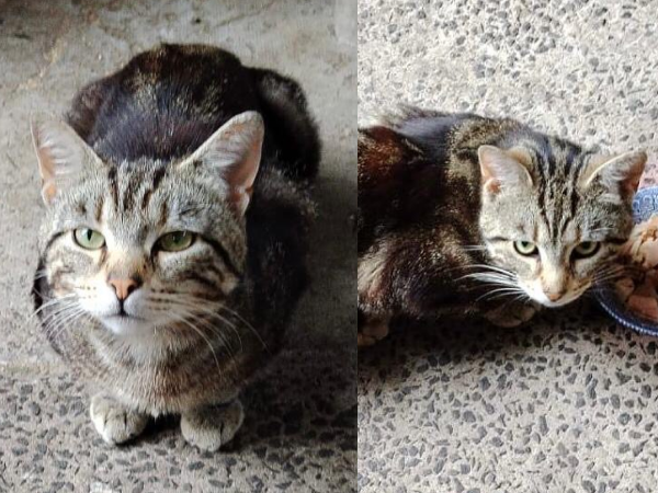 Found cat in Whitley Bay (NE25)