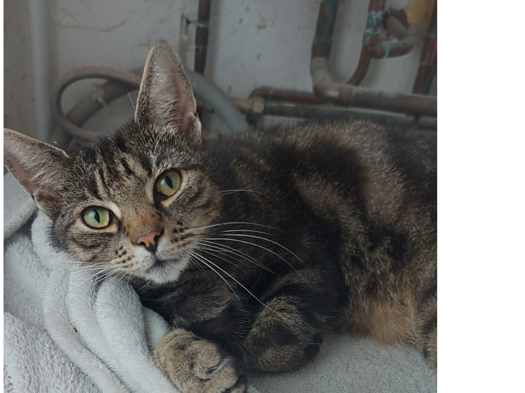 Tabby