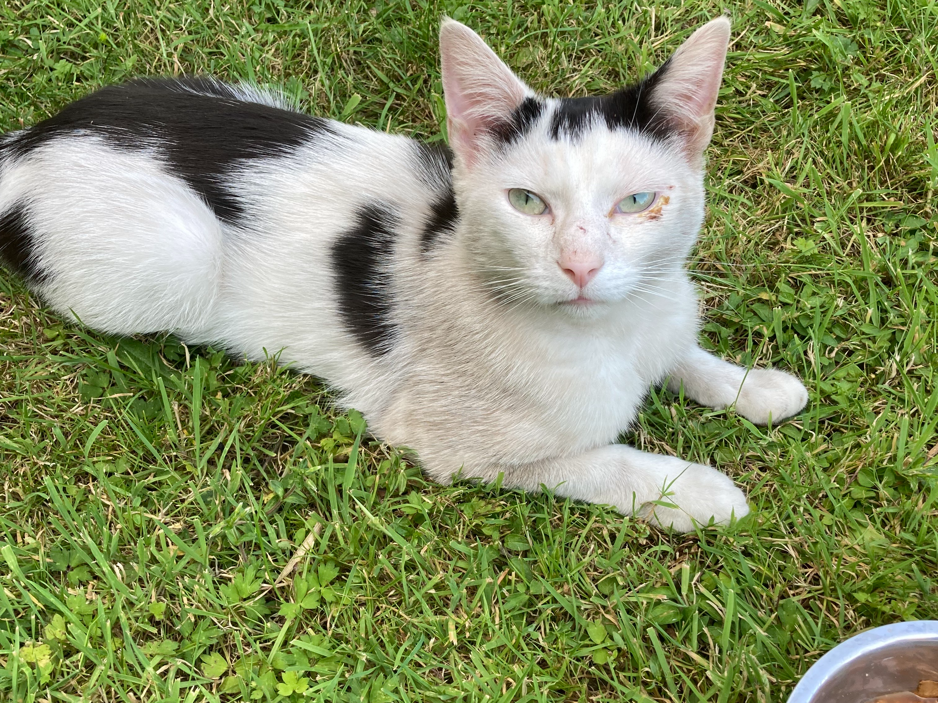 A found cat around CT1 1EG