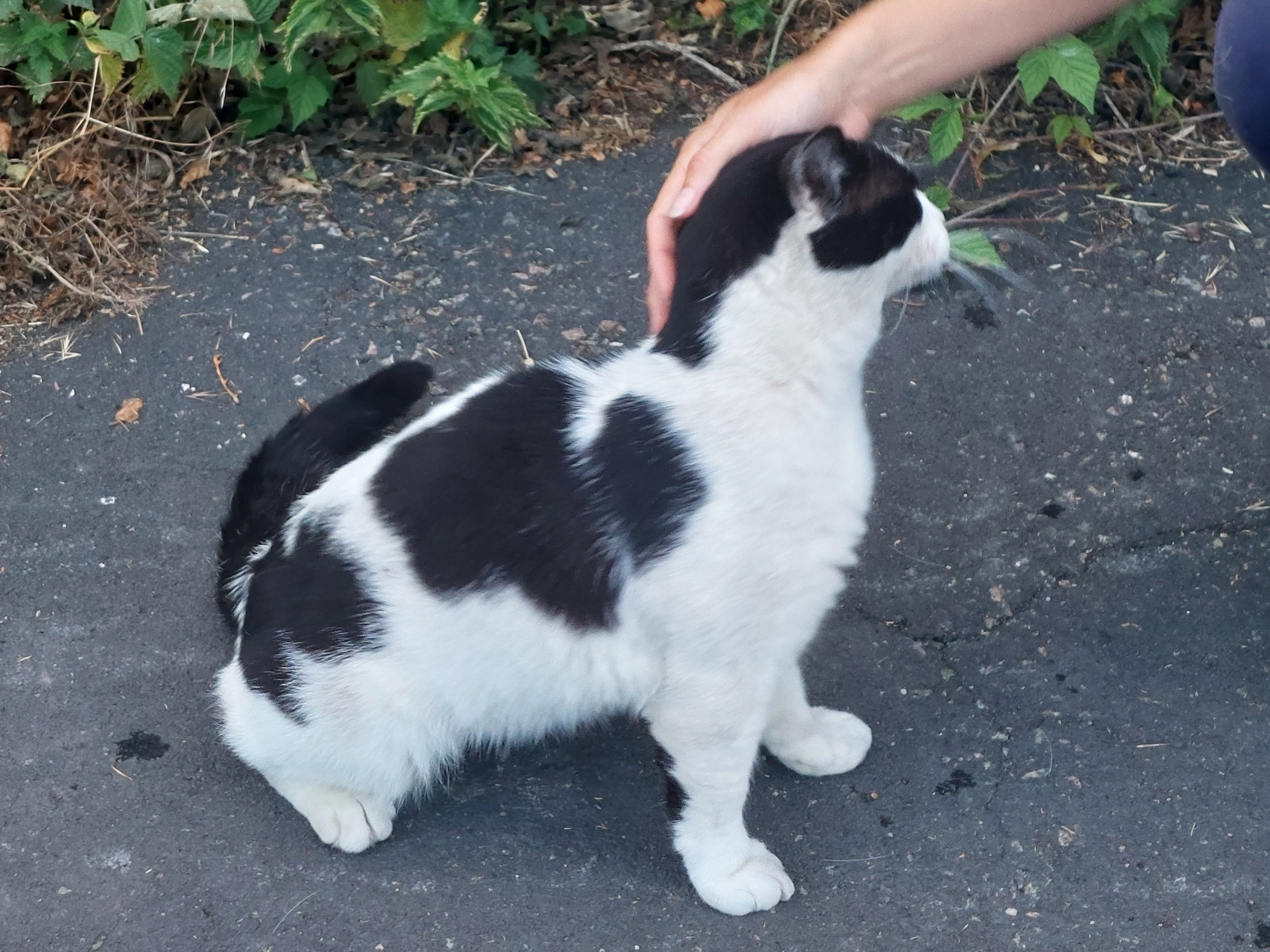 White & black cat, Barnwell Rd