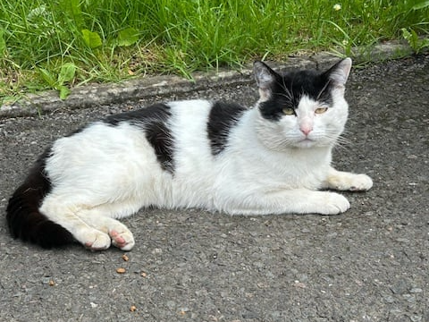 Stray