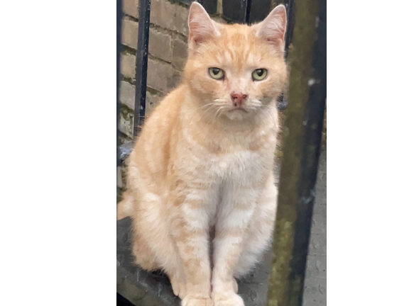 Ginger, St Matthews Gardens
