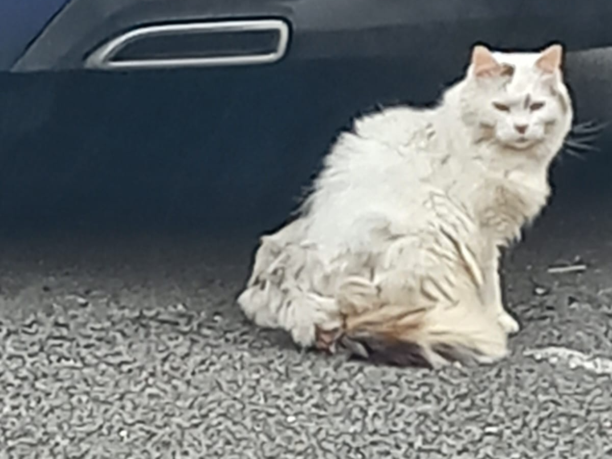 F323 - HILTON - White Long Haired