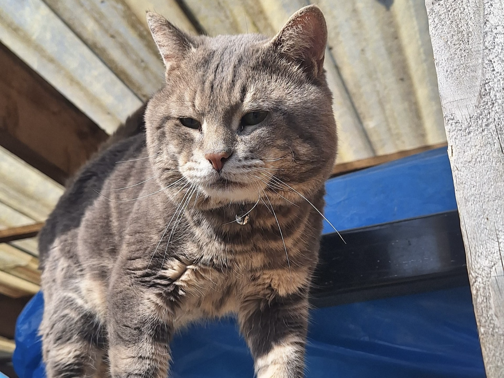 F324 - DERBY - Grey Tabby Male