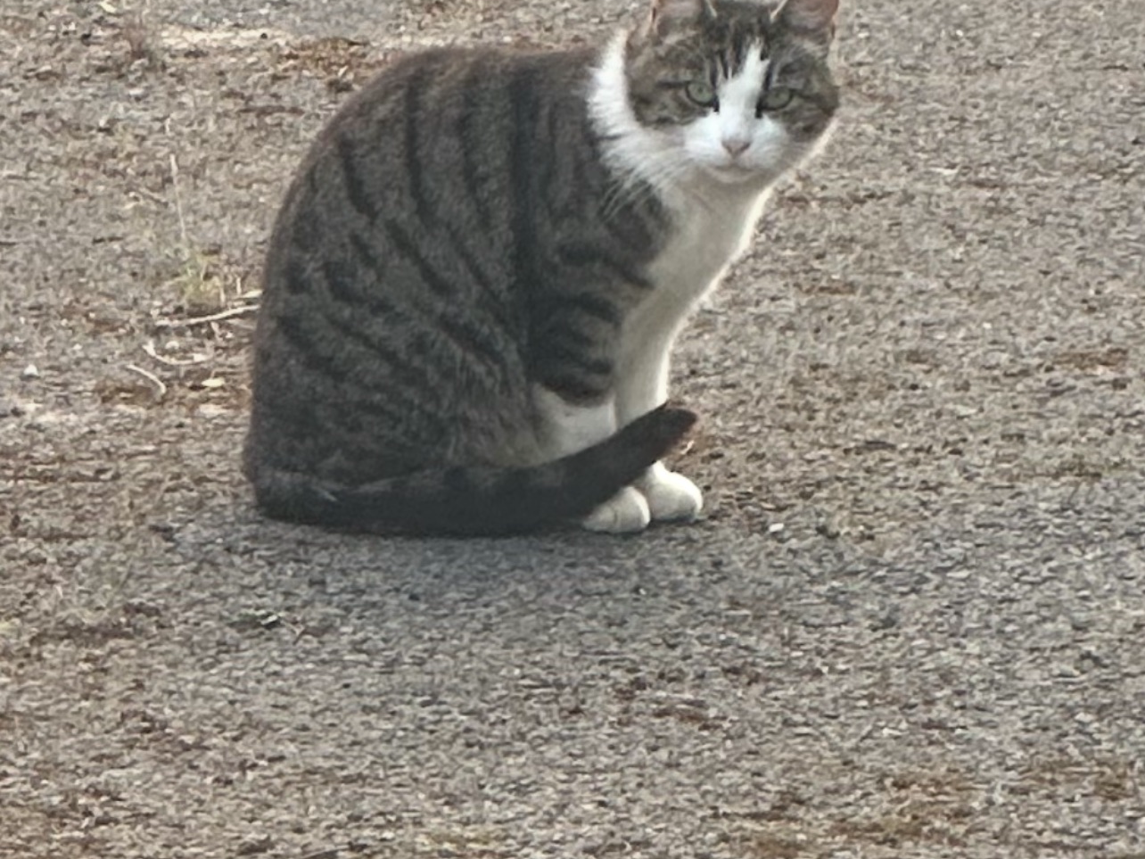F322 - SPONDON - Tabby & White