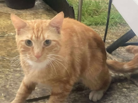 Found 2025.046 - Mantle Close (nr Williams Close), Rowner