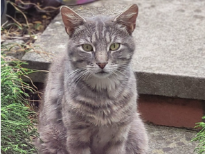 Unknown stray?