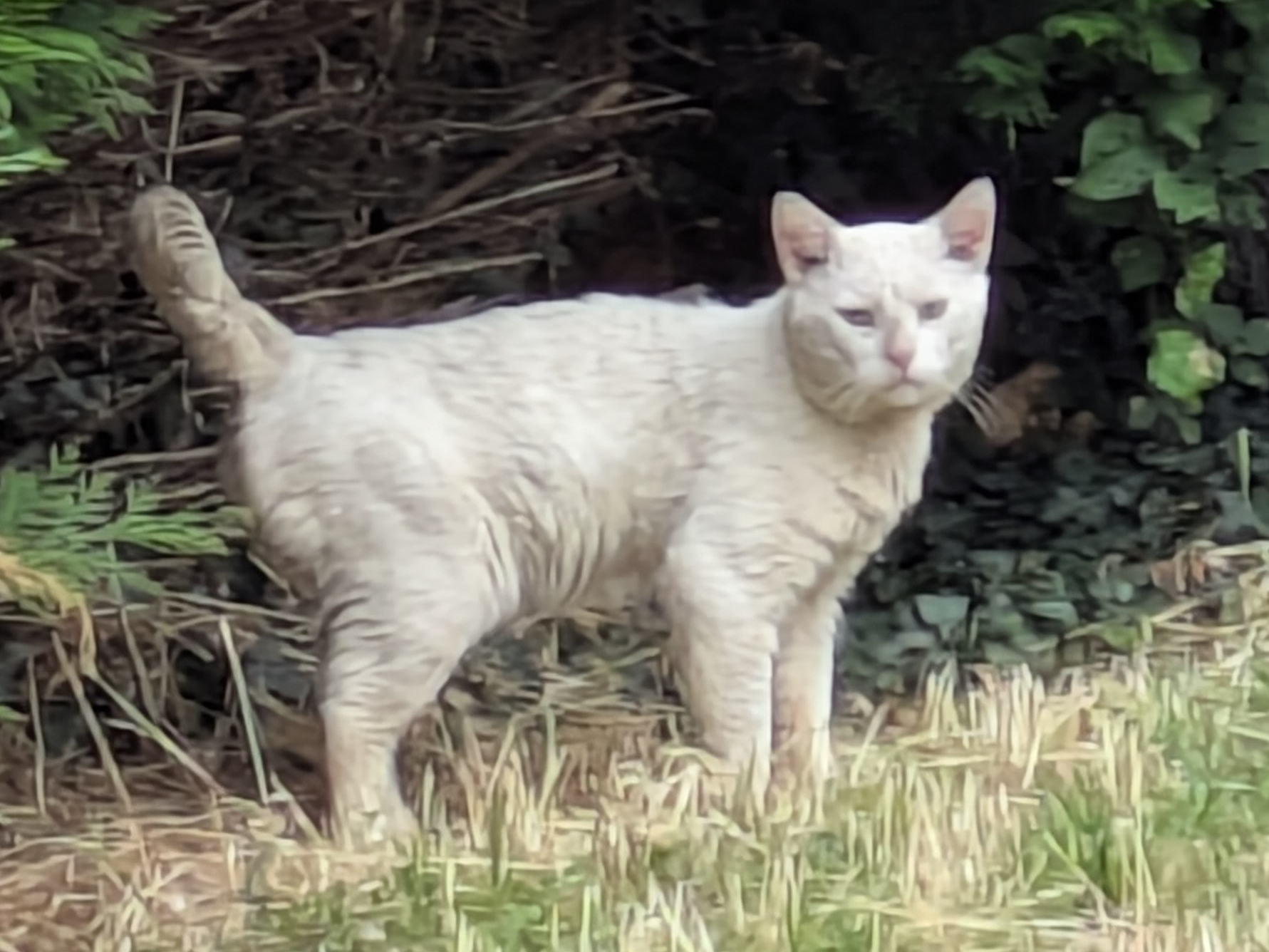 Unknown stray?