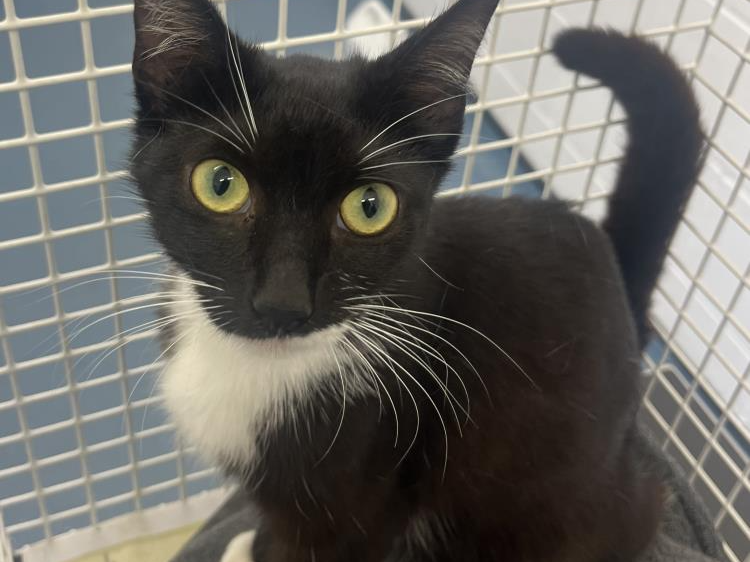 *Stray* Black + White Female 750718