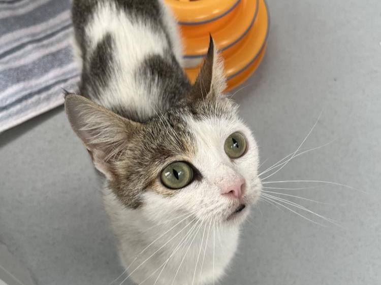*Stray* White + Tabby Female 752163