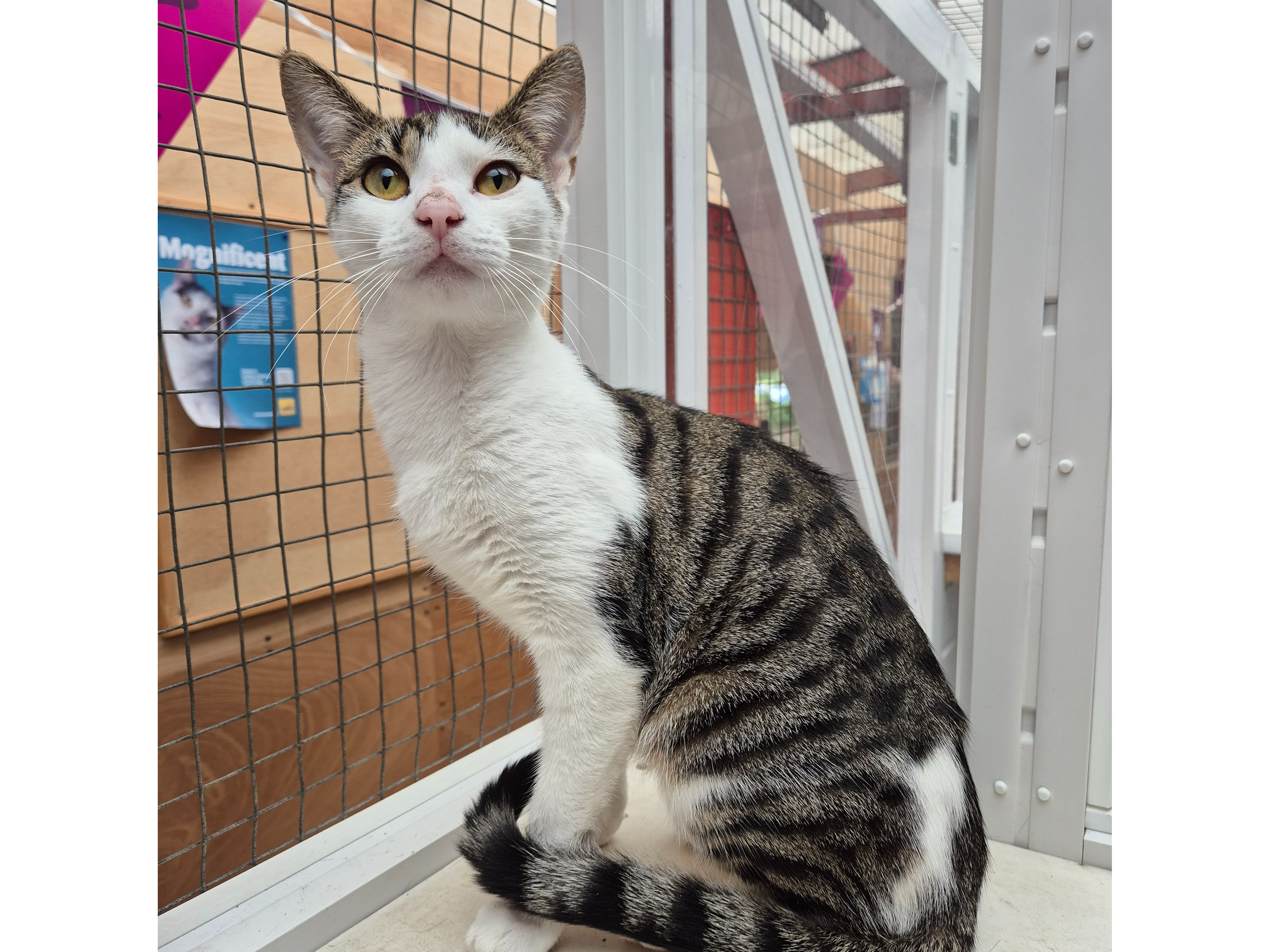 Short hair, tabby and white, female