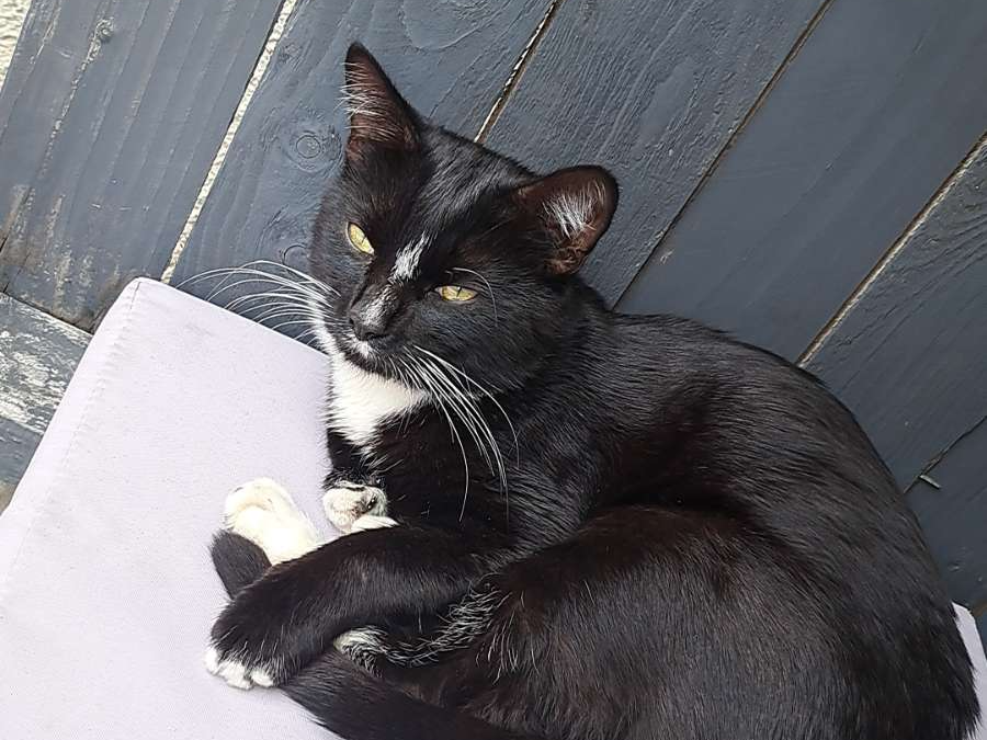 F336 - DERBY - Black & White Male