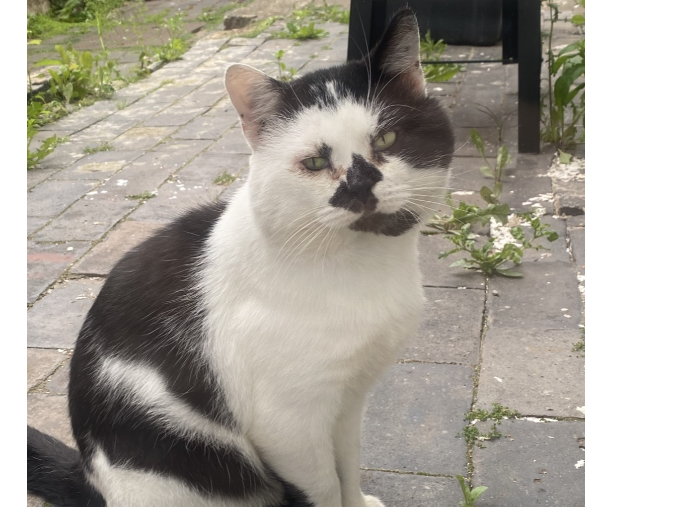 F338 - DERBY - Black/White Male