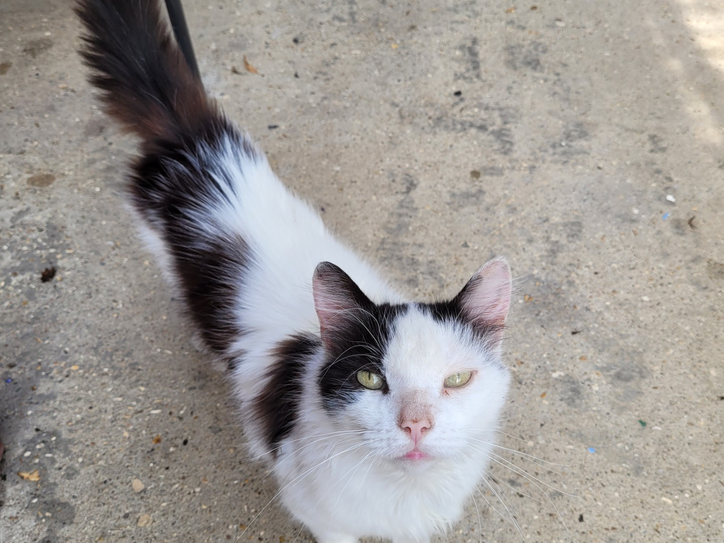 Do you recognise this cat?