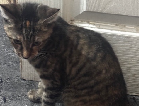 F340 - DERBY - Tabby