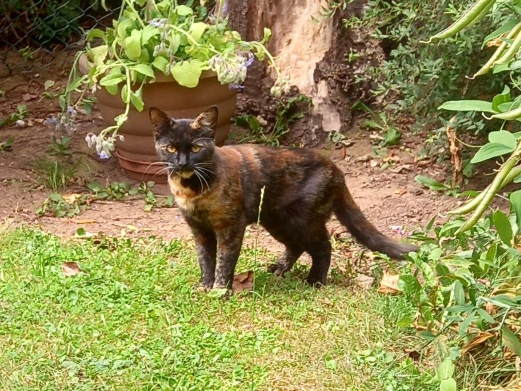 F339 - MACKWORTH - Dark Tortoiseshell