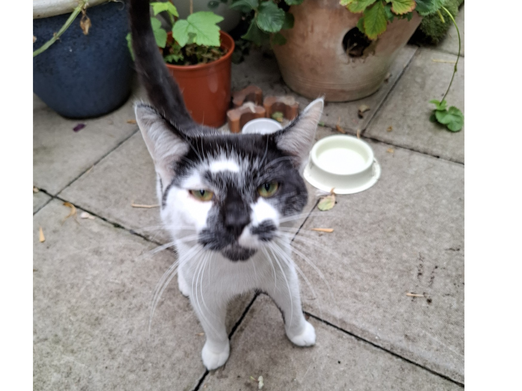 F341 - BORROWASH - White/Black Male