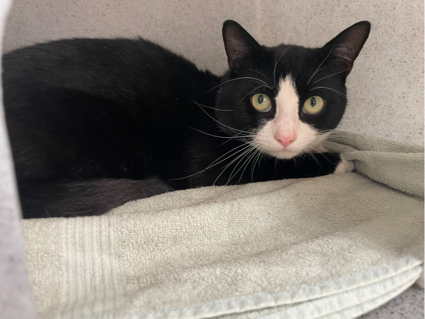 Found cat ref 749342 and 749343