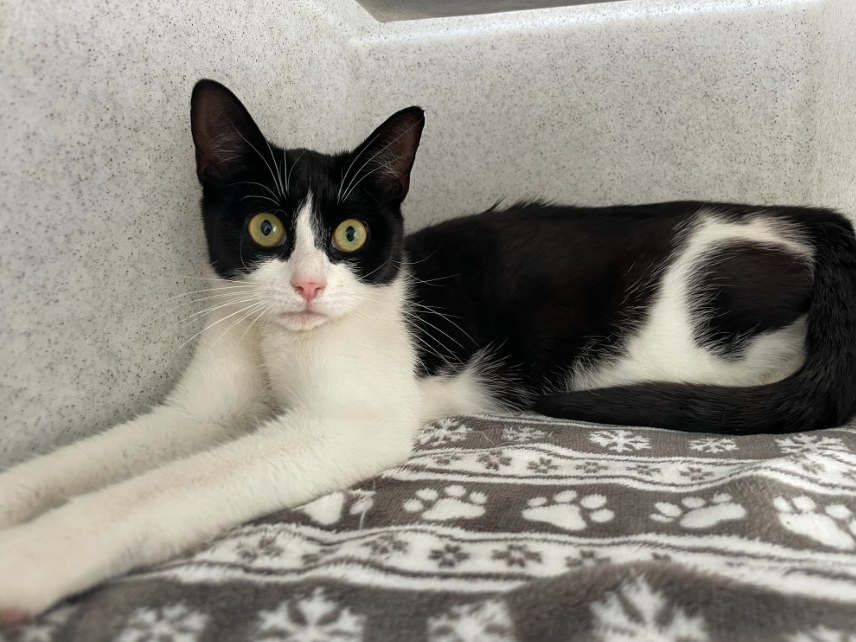 Found cat ref 749342 and 749343