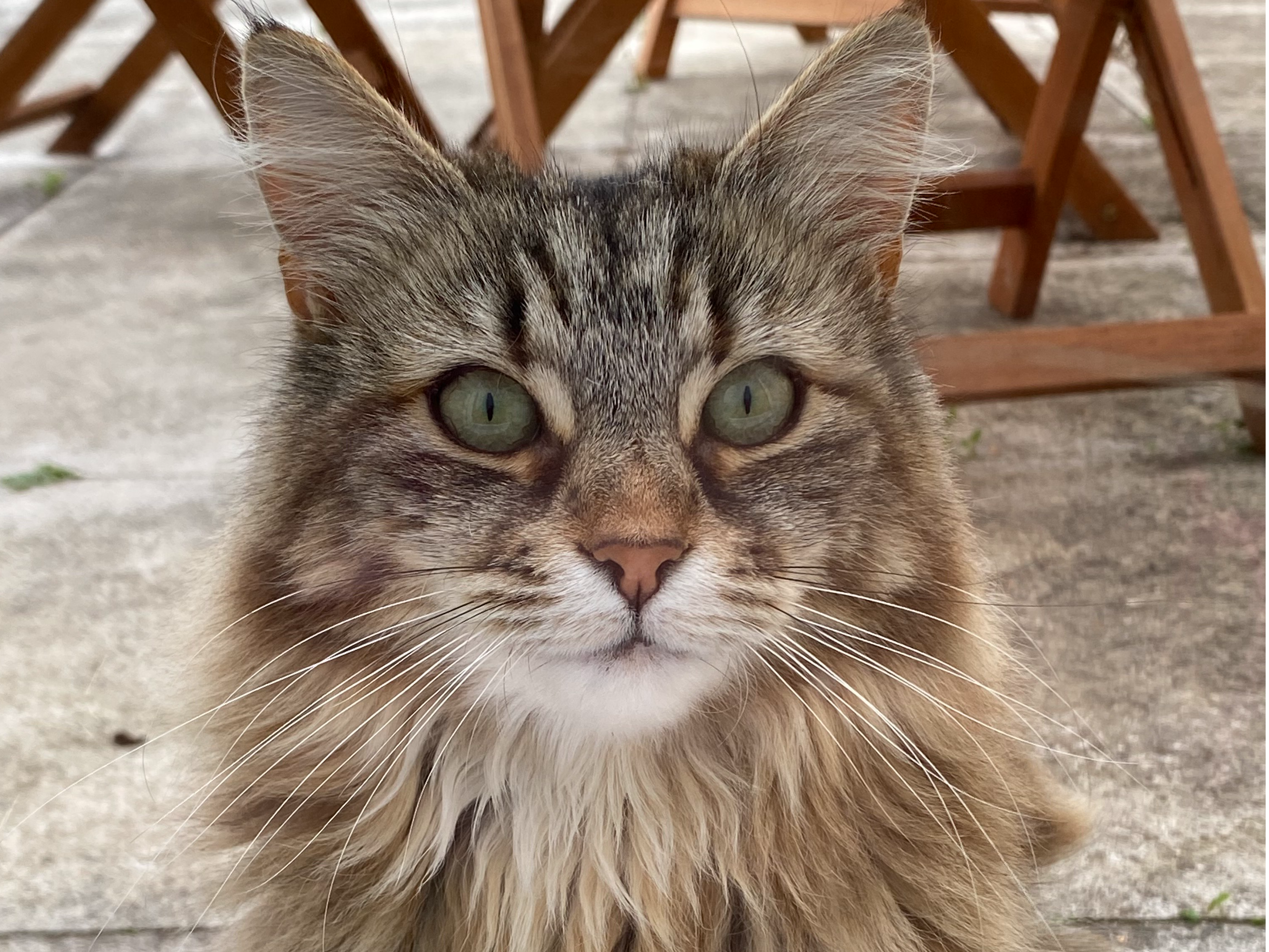 Long haired tabby, Coleridge