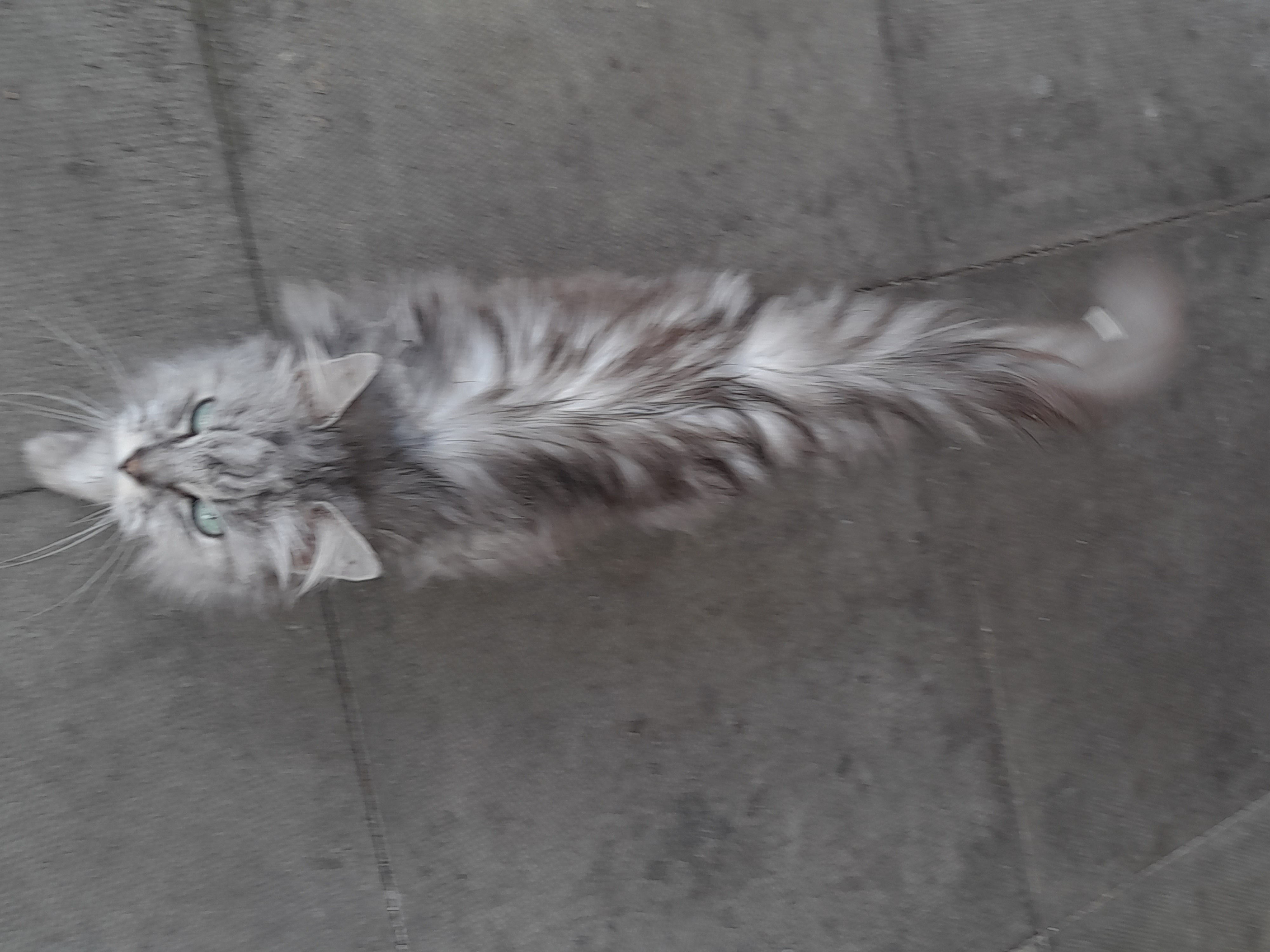 Grey tabby, Nuffield Rd area