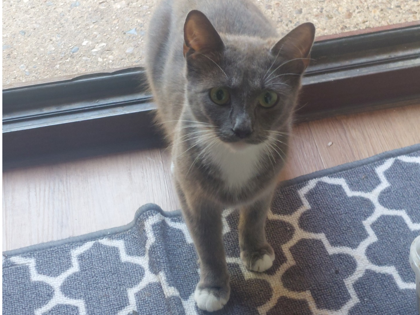 Found cat in Whistable, CT5 3NL