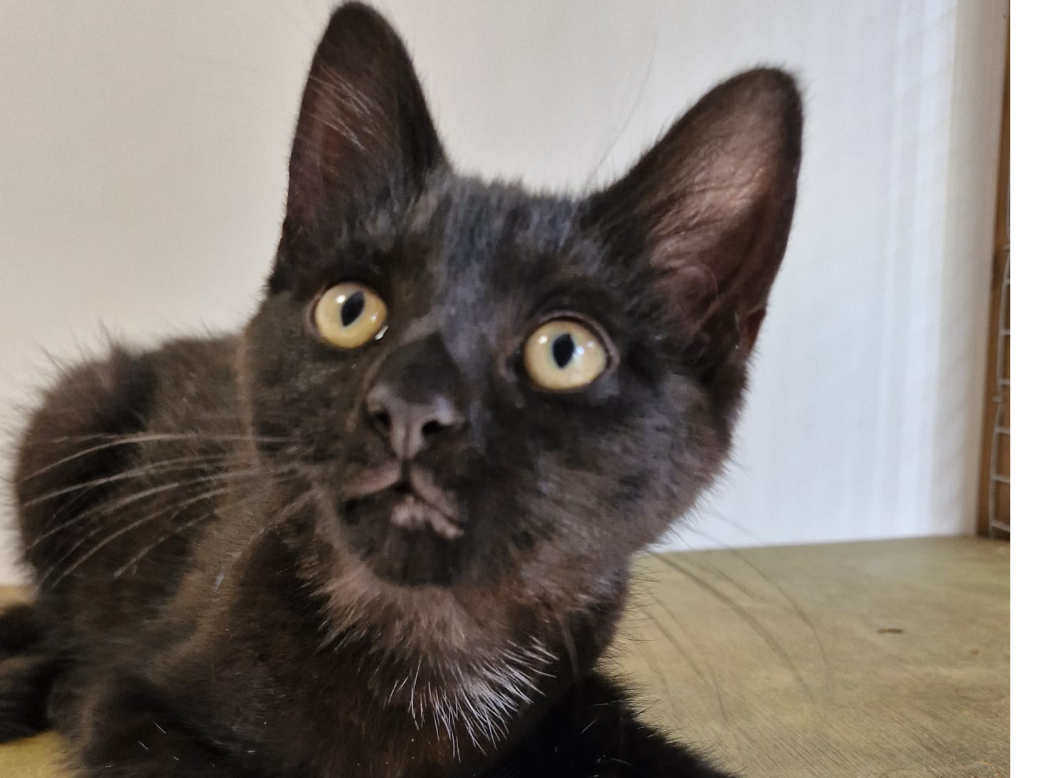 Found kitten in Hern Bay, CT6 8DE