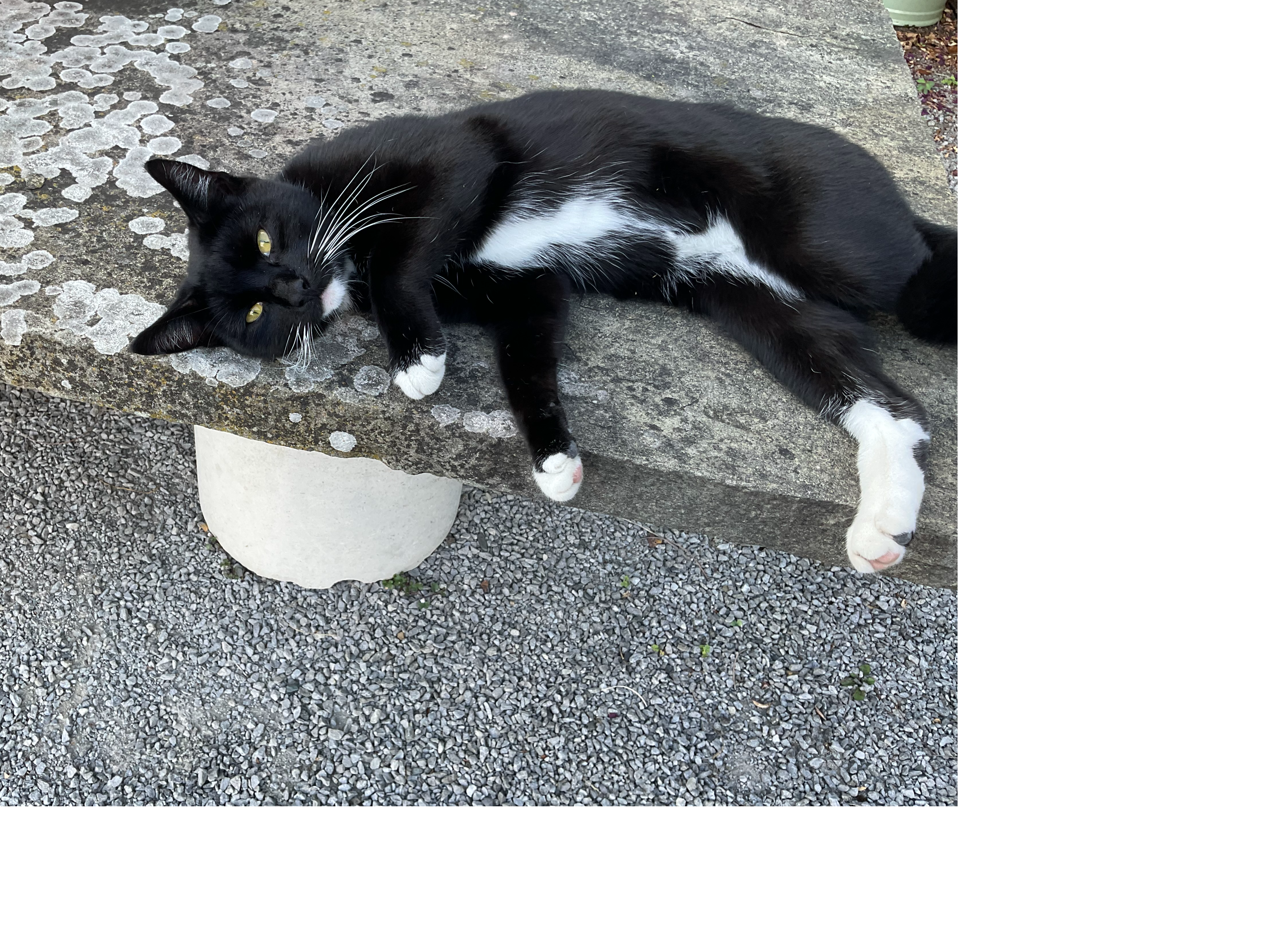 Stray