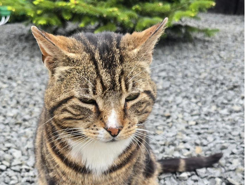 744666 - Found in Clenchwarton
