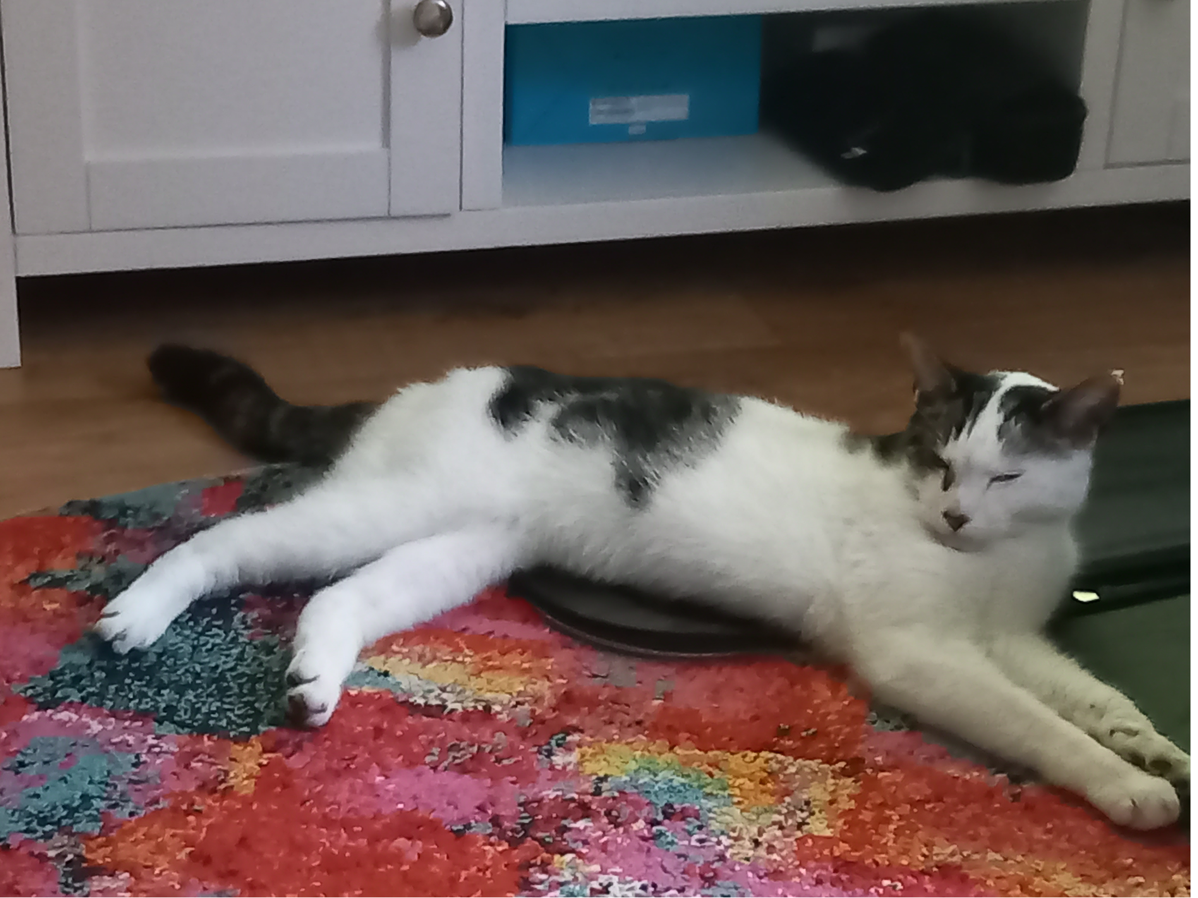 White & Black Cat - Thames Ditton