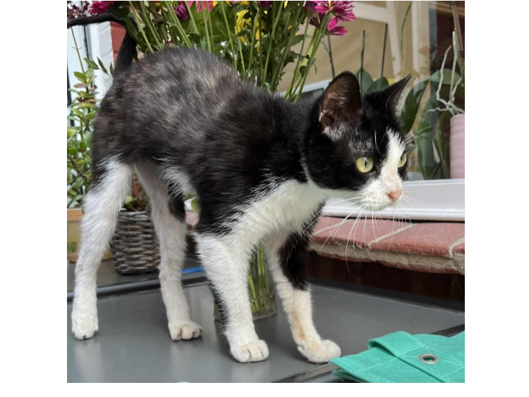 Found 2025.059 - Inverness Road, off Forton Road, Gosport