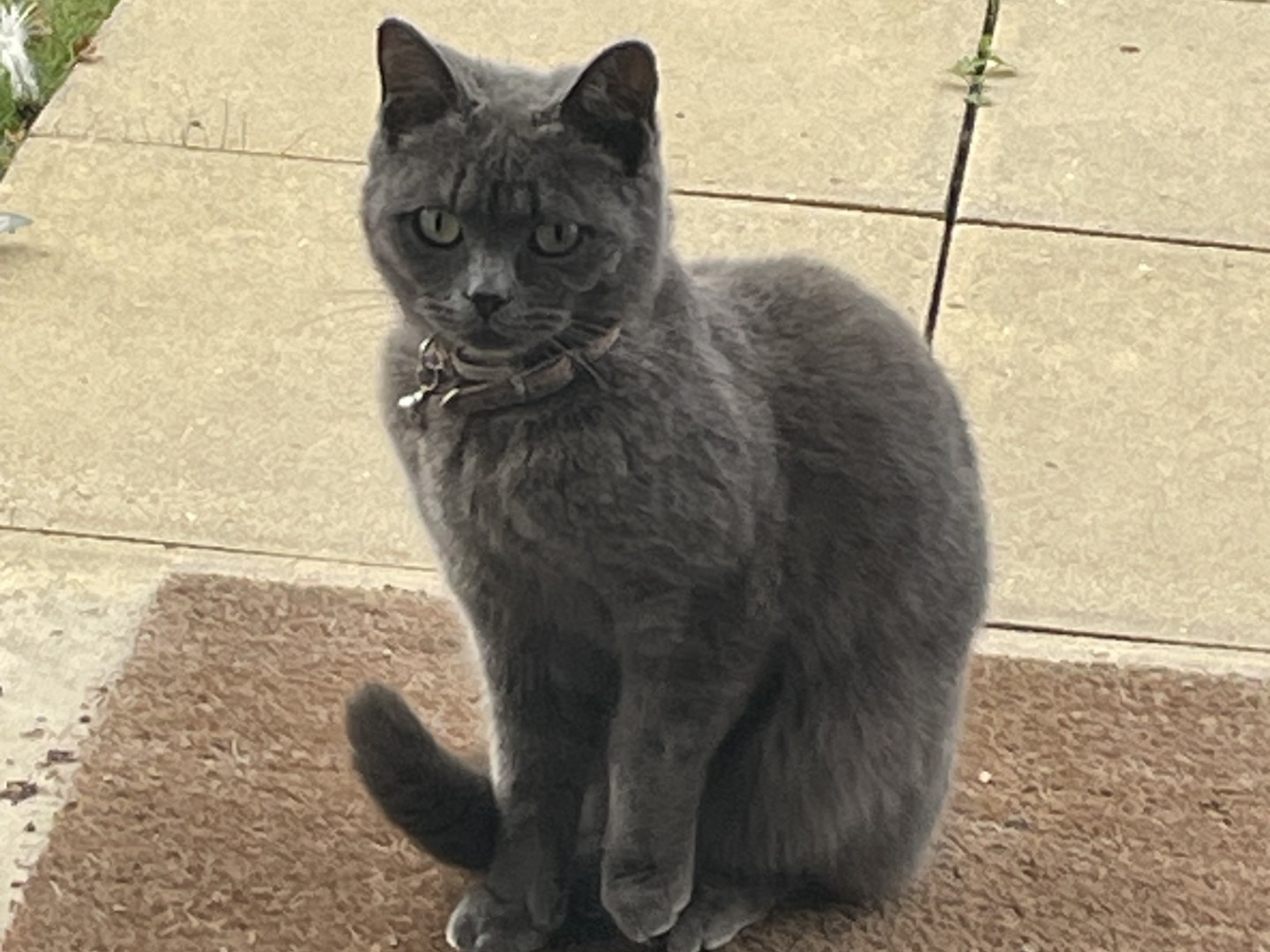 F347 - MACKWORTH - Grey Female