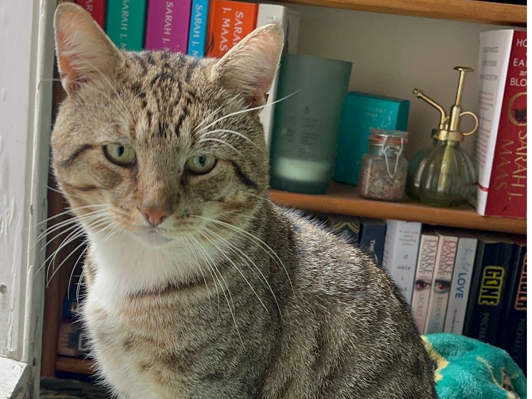 Found cat in CT1 1BF