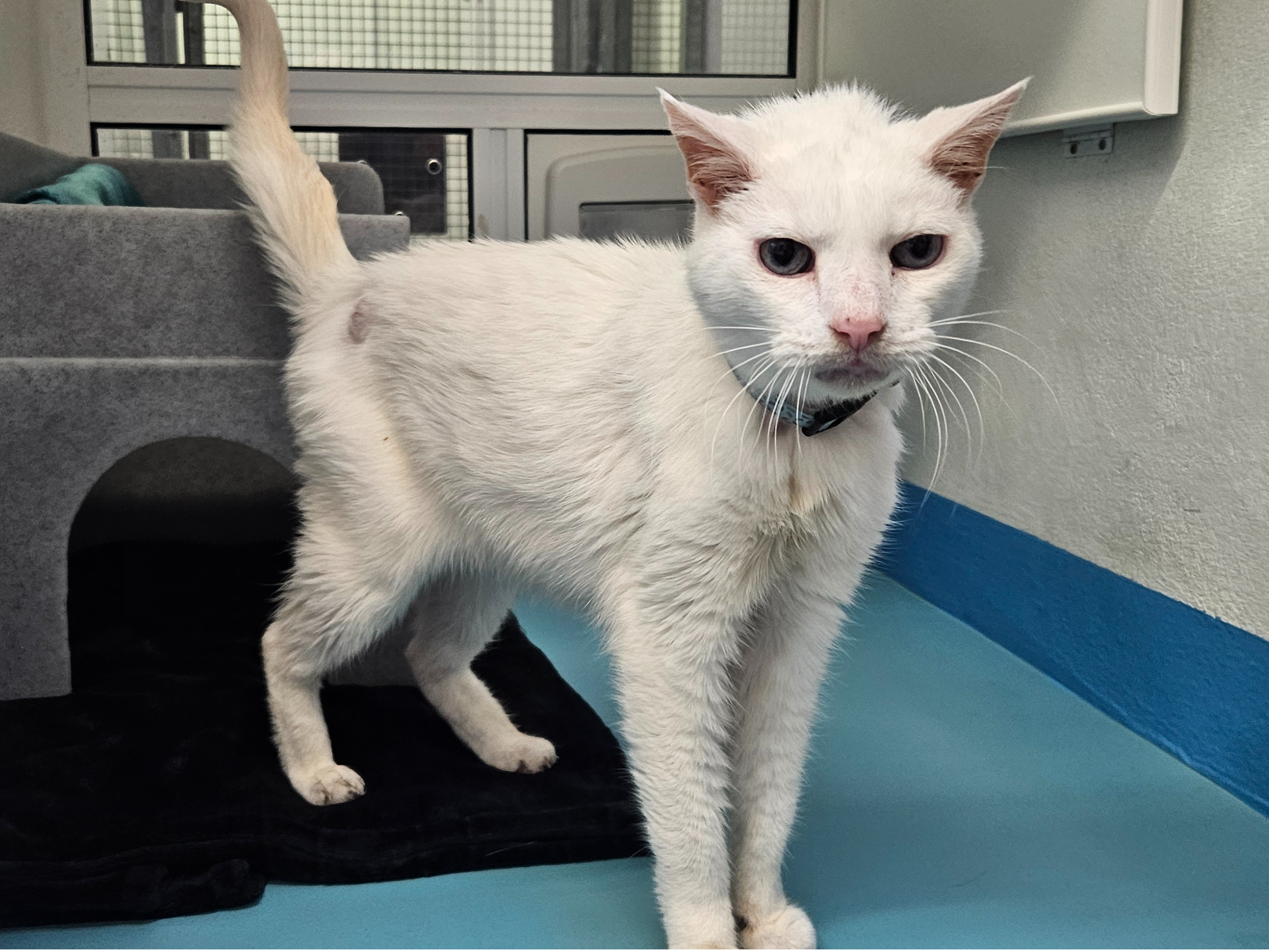 Elderly, neutered male