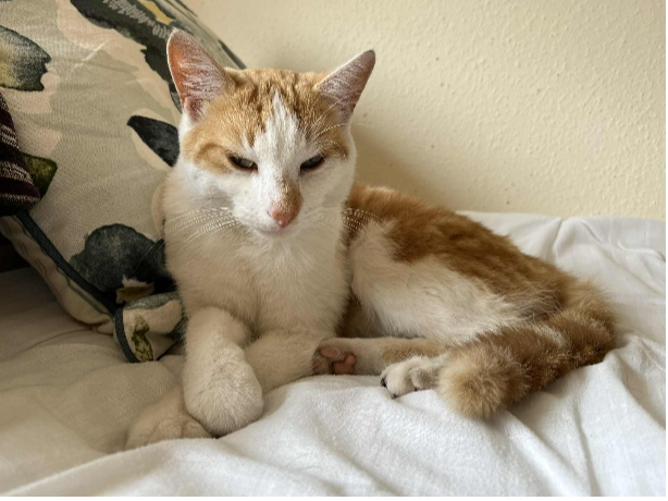 Dexter Found 2025.058 - Exmouth Rd, nr Elson Junior School, Gosport