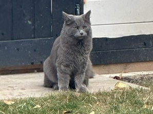 Grey cat, Histon Rd area