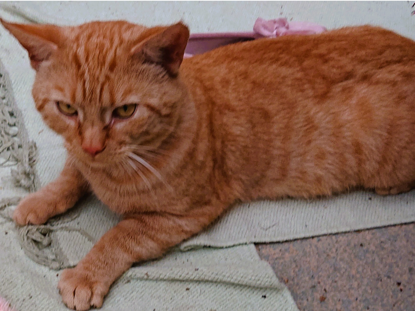 Ginger, Arbury Road