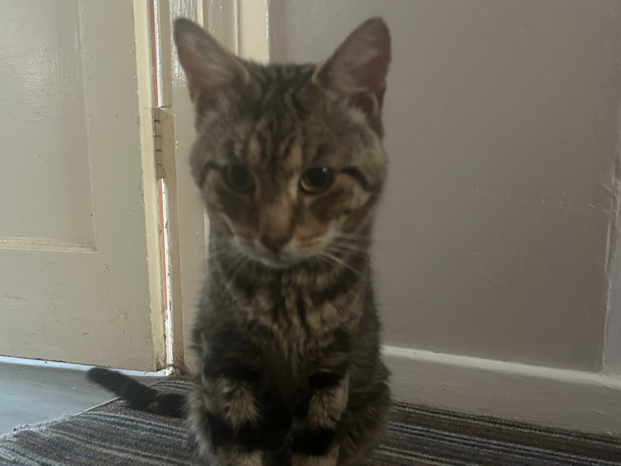 757707 - Tabby found in Gaywood