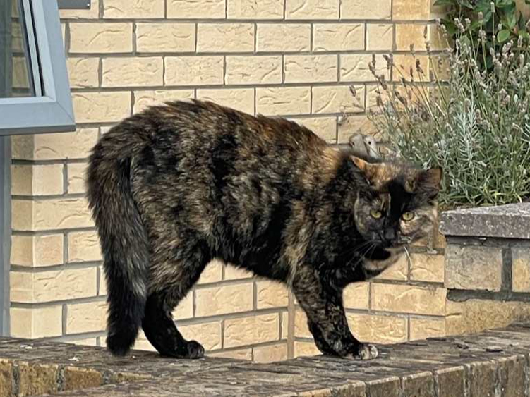Tortoiseshell, York St