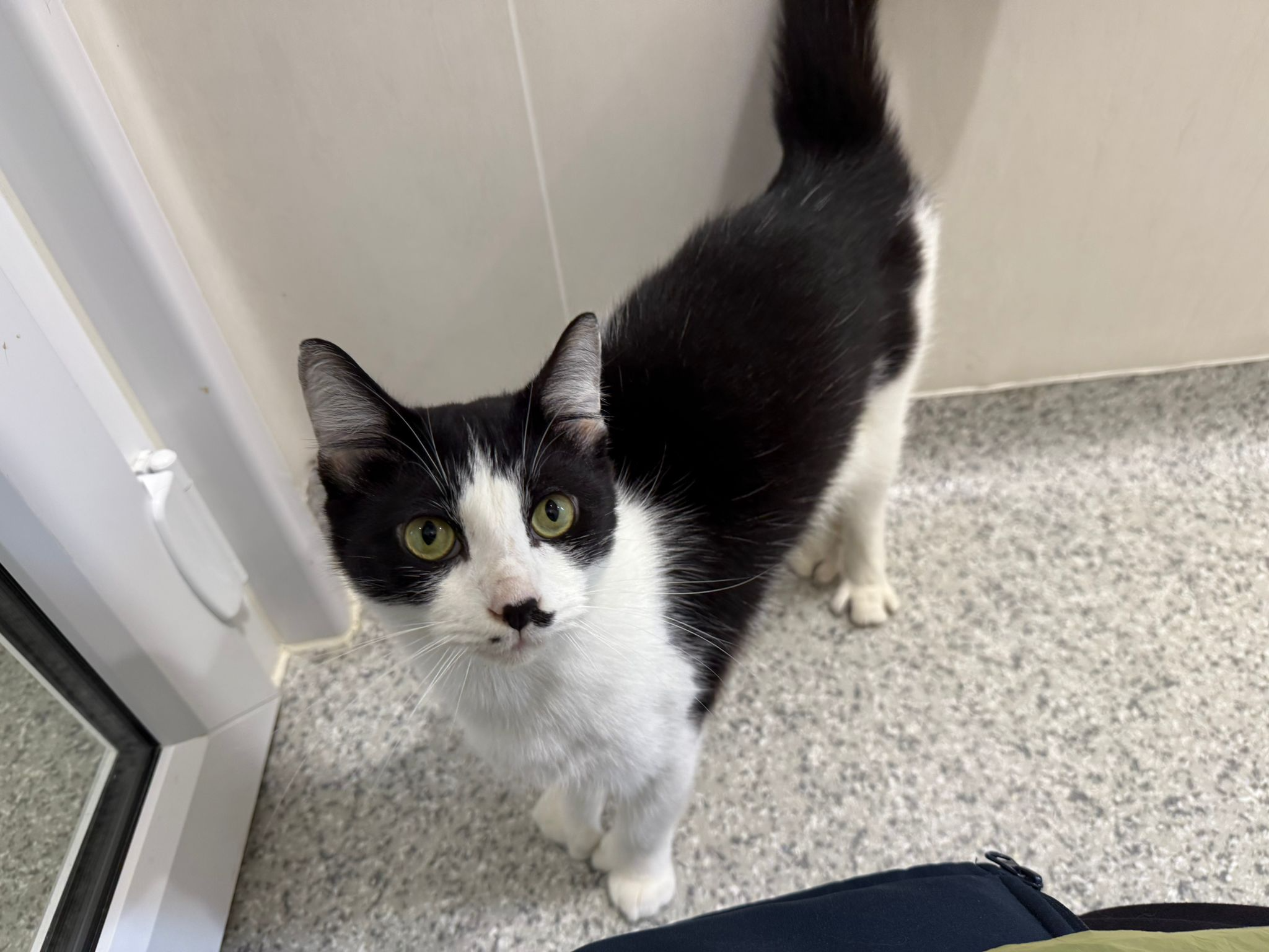 Stray (758562)