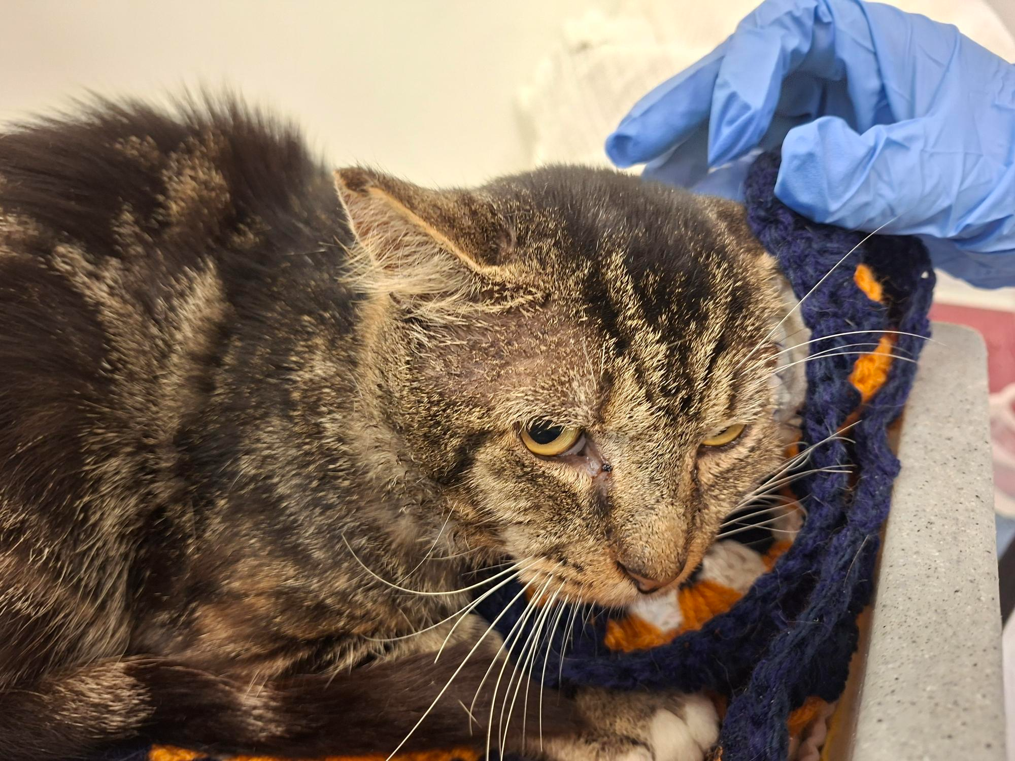 Stray (758095)