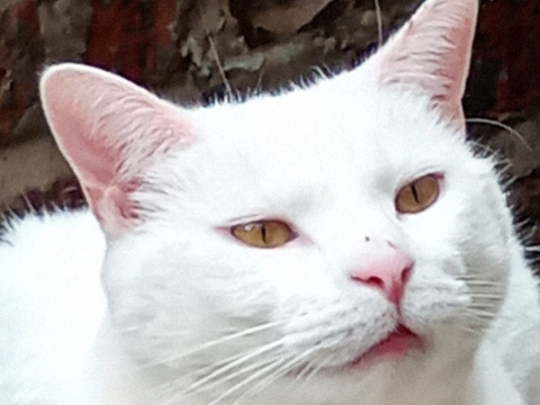 Found cat in NE1 (near RVI)