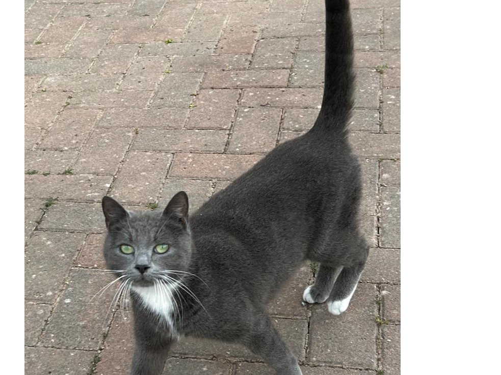 F349 - SINFIN - Grey & White Female