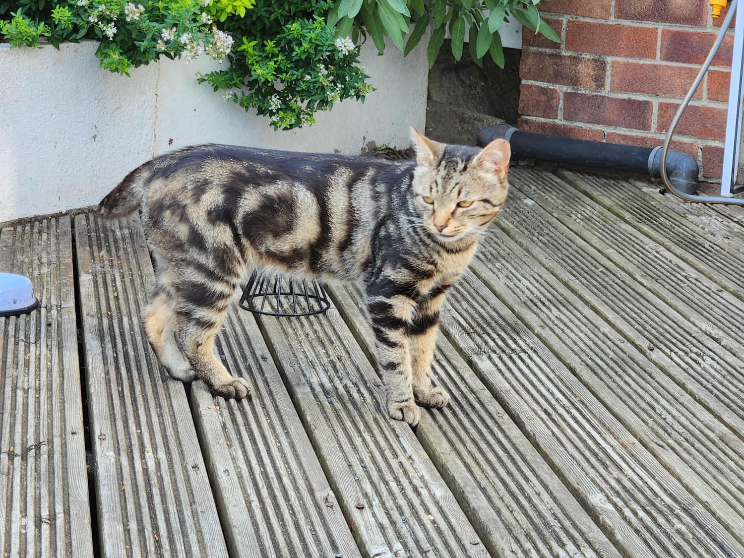 F350 - DARLEY ABBEY - Tabby Male